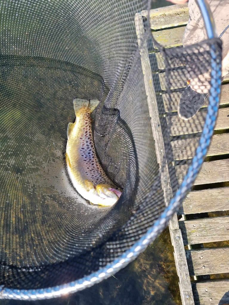 Sleekburn Trout Fishery