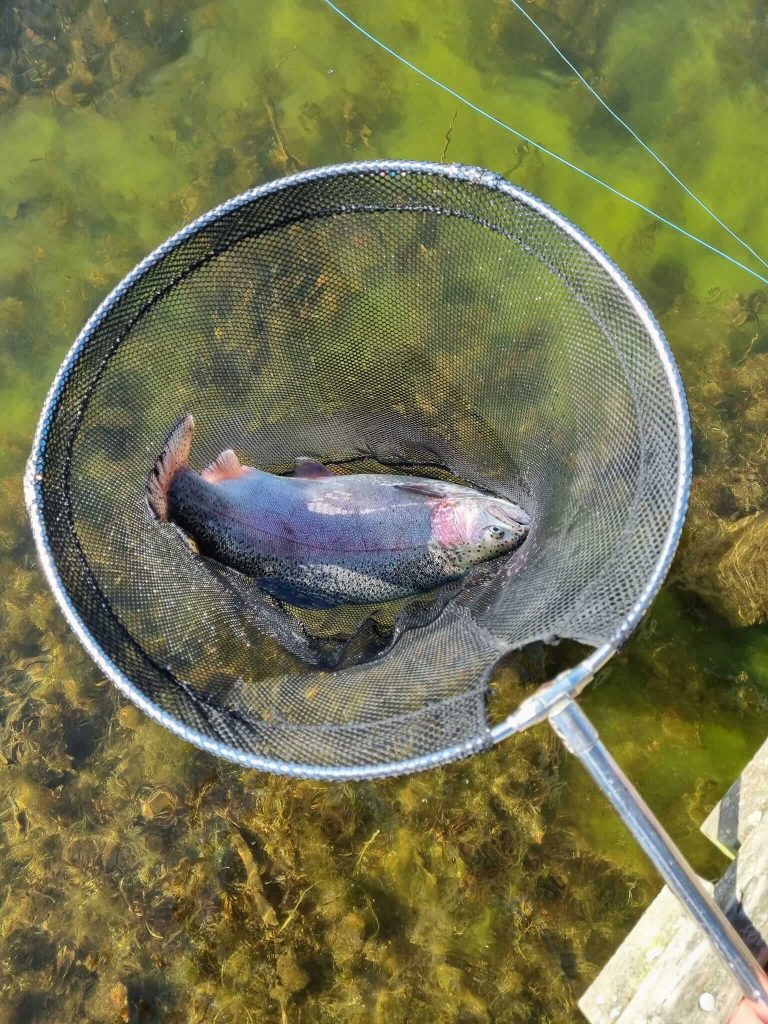 Sleekburn Trout Fishery