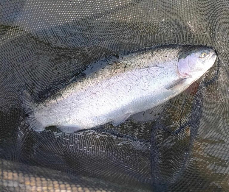 Sleekburn Trout Fishery
