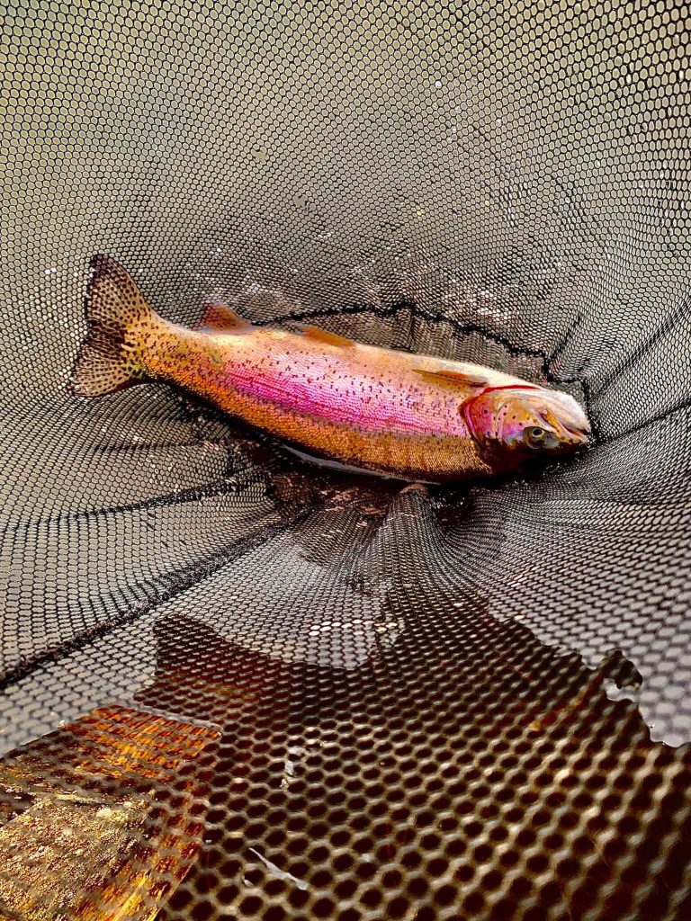 Sleekburn Trout Fishery
