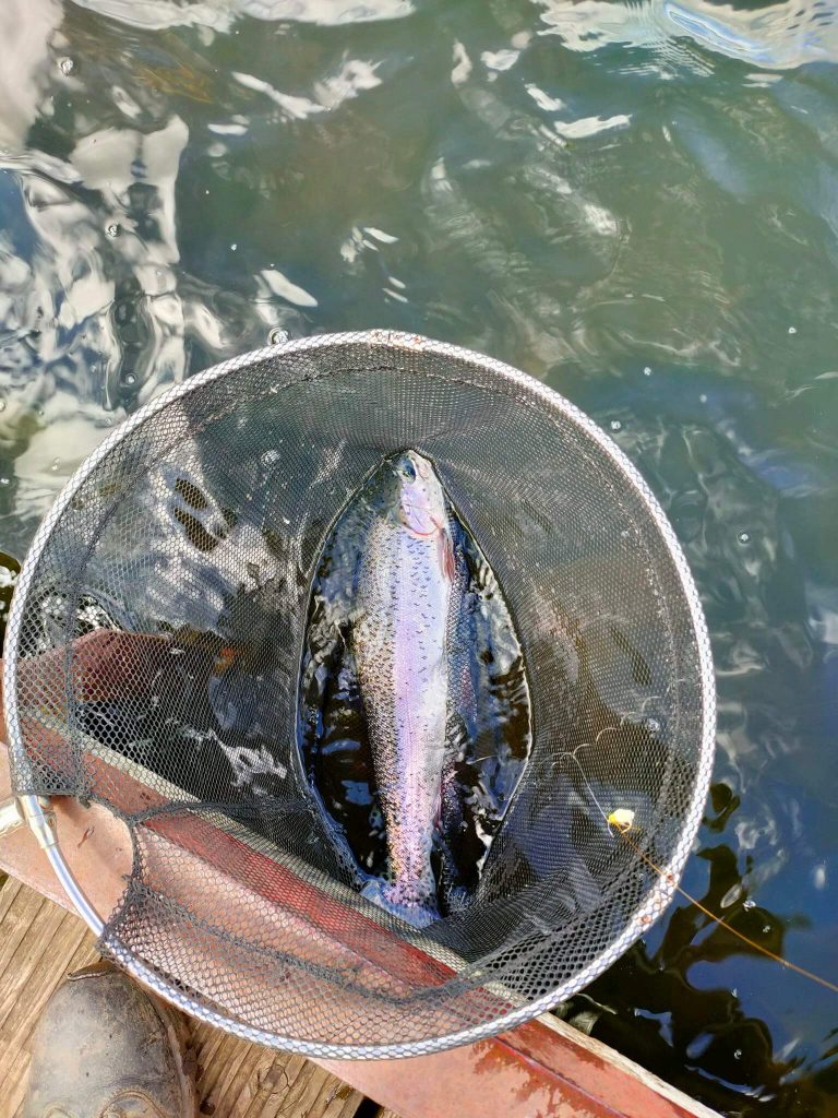 Sleekburn Trout Fishery